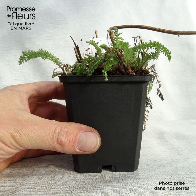 Milenrama Schneetaler - Achillea millefolium Maceta de 8/9 cm Ejemplar entregado en la primavera