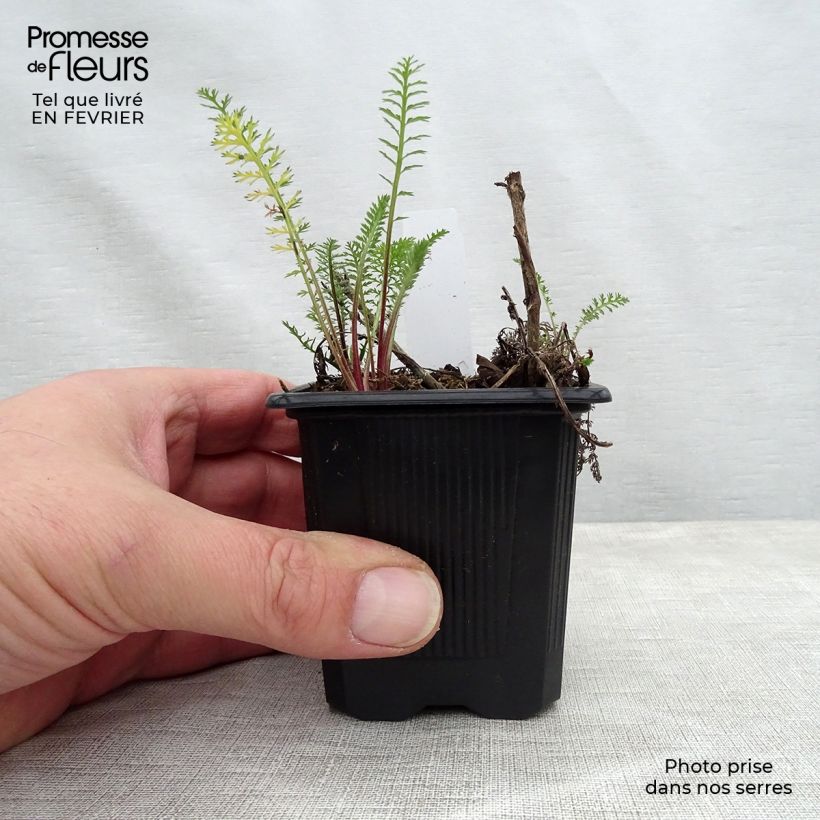 Milenrama Wesersandstein - Achillea millefolium Maceta de 8/9 cm Ejemplar entregado en invierno