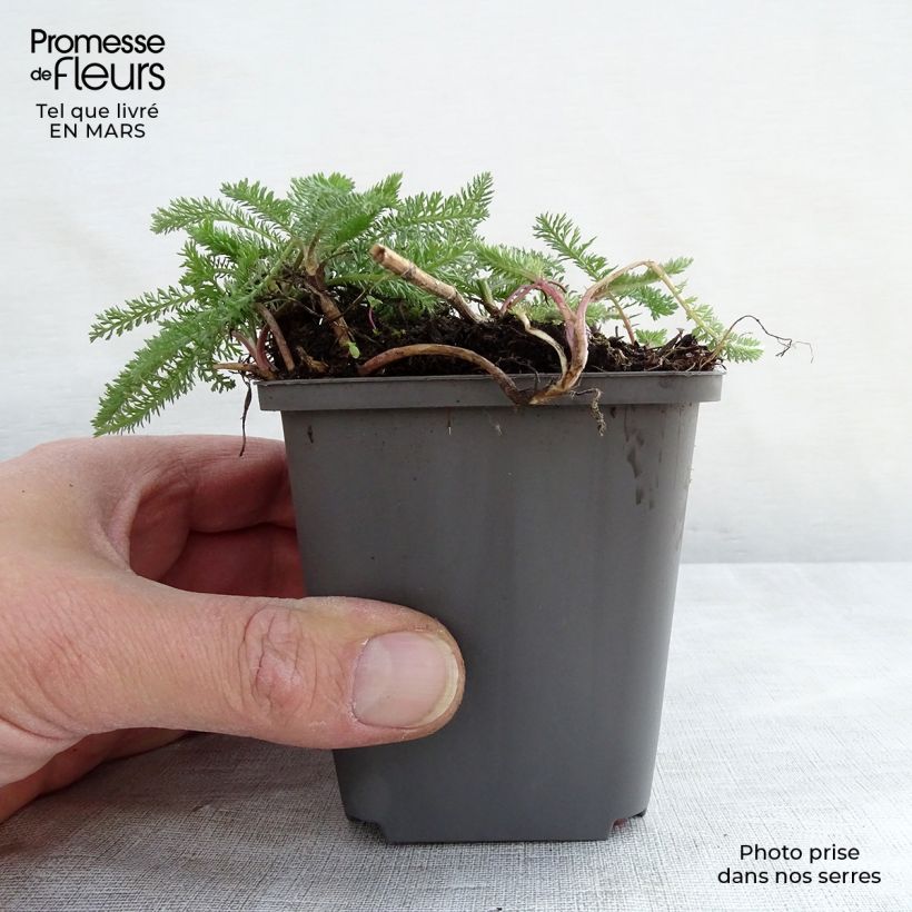 Milenrama White Beauty - Achillea millefolium Maceta de 8/9 cm Ejemplar entregado en la primavera