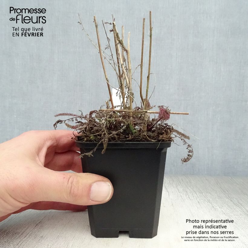 Milenrama Tutti Frutti Apricot Delight - Achillea millefolium Maceta de 8/9 cm Ejemplar entregado en invierno