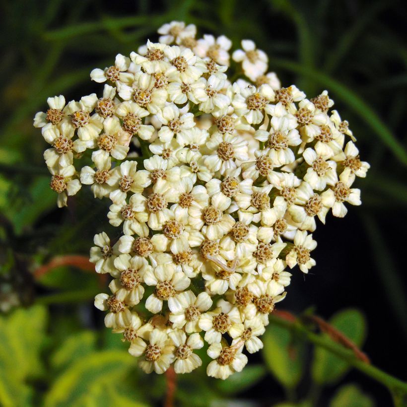Milenrama Apfelblute - Achillea millefolium (Floración)