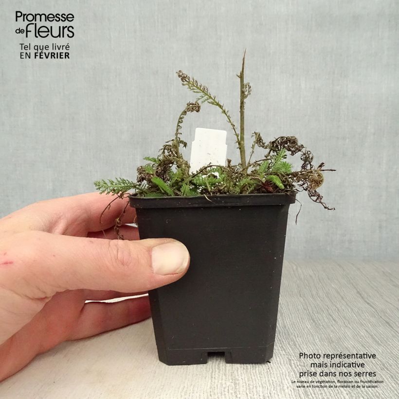 Milenrama Apfelblute - Achillea millefolium Maceta de 8/9 cm Ejemplar entregado en invierno