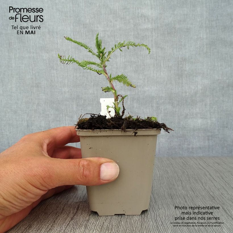 Milenrama Apfelblute - Achillea millefolium Maceta de 8/9 cm Ejemplar entregado en la primavera