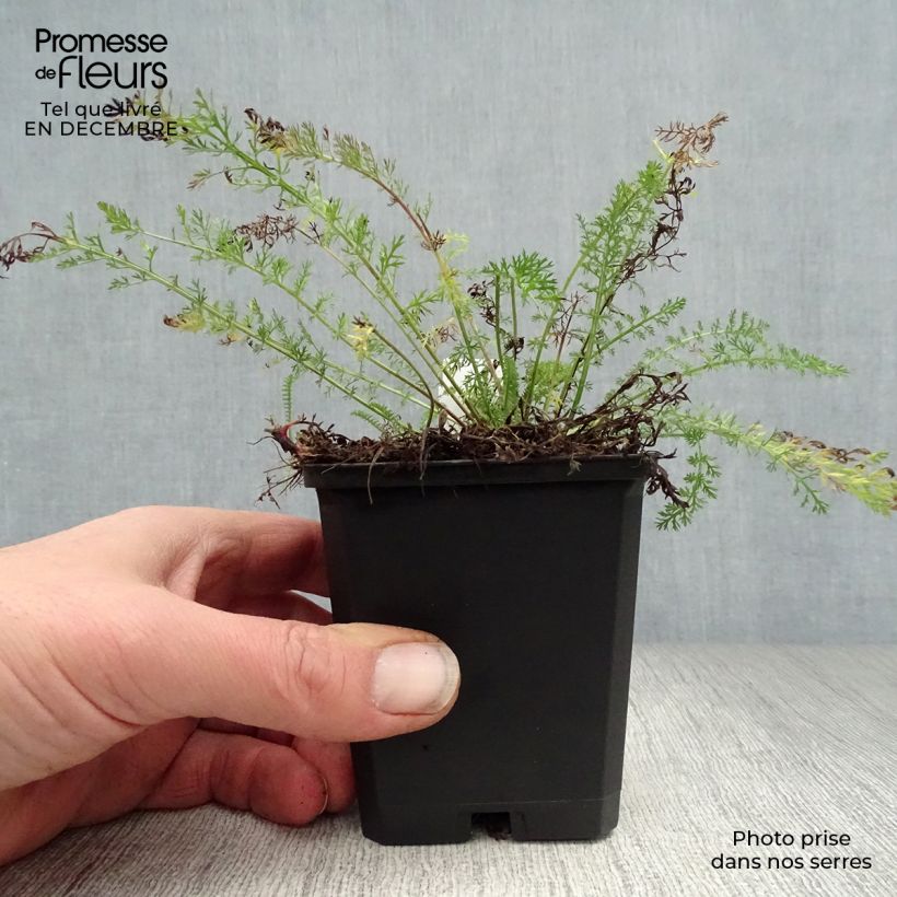 Milenrama Cerise Queen - Achillea millefolium Maceta de 8/9 cm Ejemplar entregado en invierno