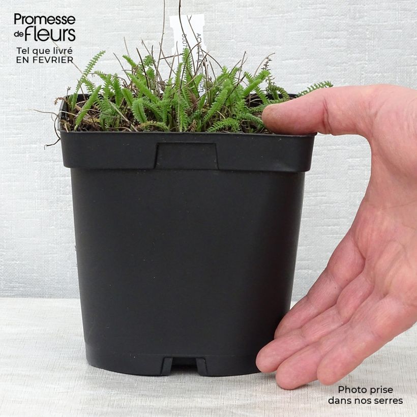 Milenrama Cerise Queen - Achillea millefolium Maceta 2L/3L Ejemplar entregado en invierno