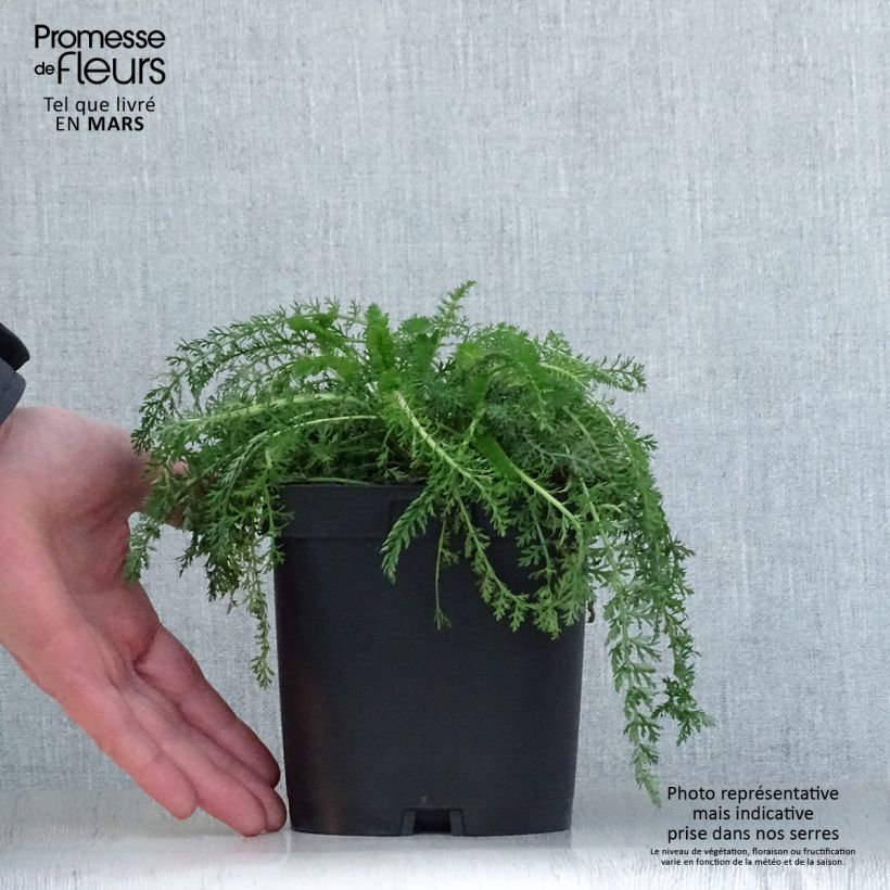 Milenrama Cerise Queen - Achillea millefolium Maceta 2L/3L Ejemplar entregado en la primavera