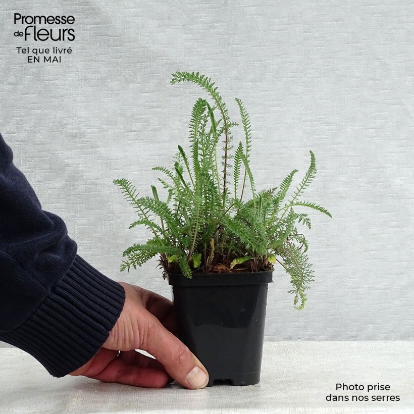 Milenrama Cerise Queen - Achillea millefolium Maceta de 8/9 cm Ejemplar entregado en la primavera