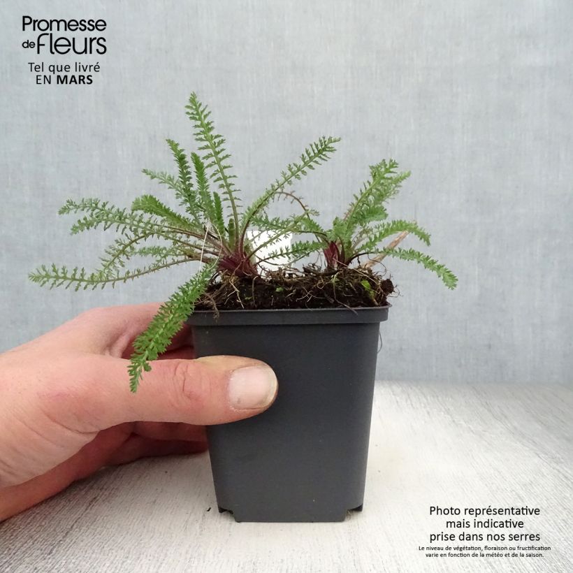 Milenrama Excel - Achillea millefolium Maceta de 8/9 cm Ejemplar entregado en la primavera