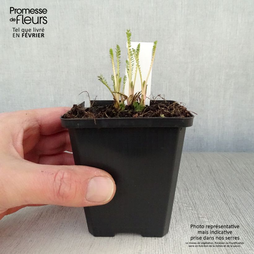 Milenrama Feuerland - Achillea millefolium Maceta de 8/9 cm Ejemplar entregado en invierno