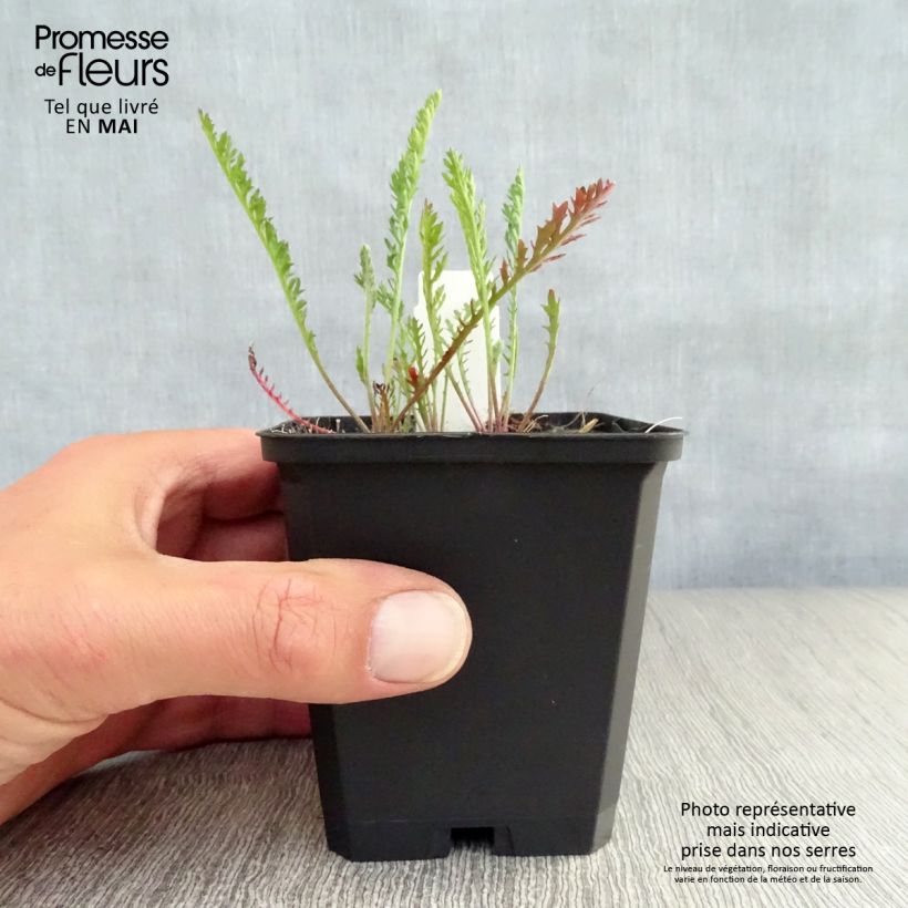 Milenrama Feuerland - Achillea millefolium Maceta de 8/9 cm Ejemplar entregado en la primavera