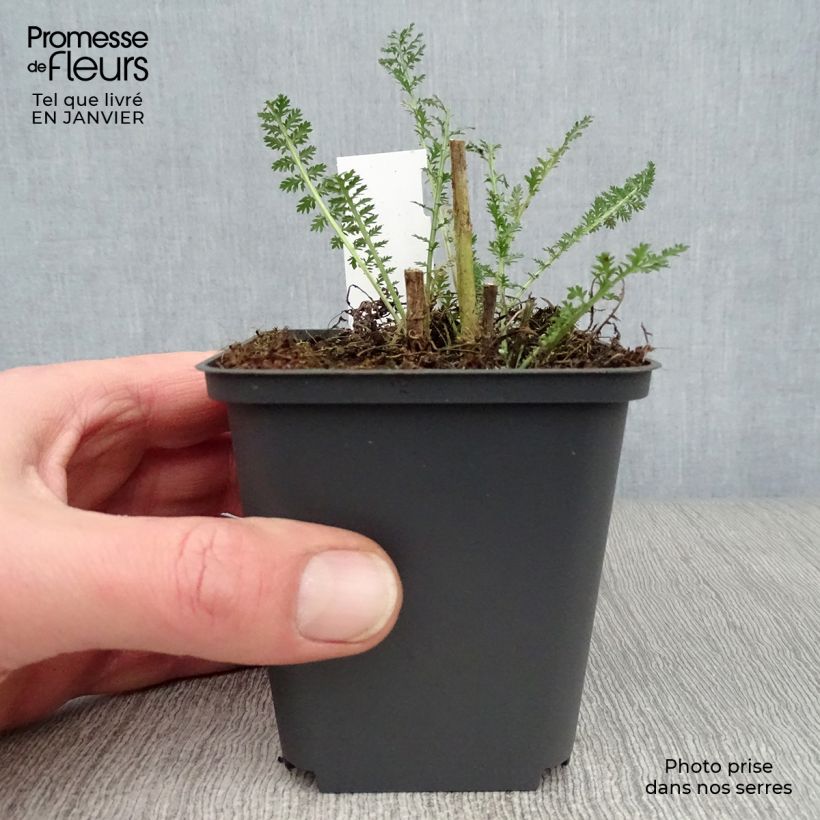 Milenrama Heinrich Vogeler - Achillea millefolium Maceta de 8/9 cm Ejemplar entregado en invierno