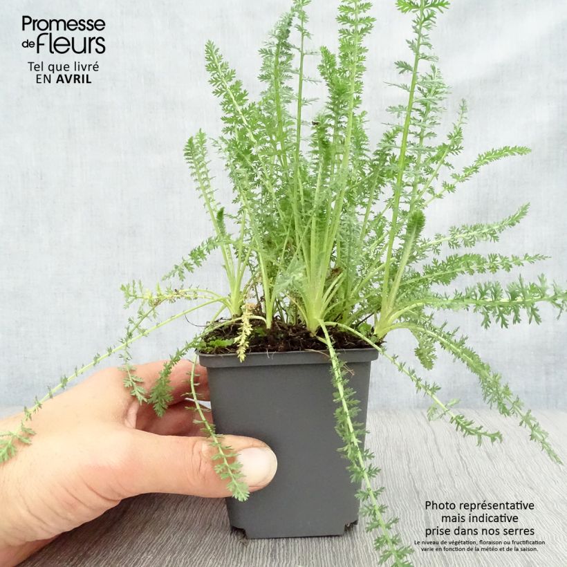 Milenrama Heinrich Vogeler - Achillea millefolium Maceta de 8/9 cm Ejemplar entregado en la primavera