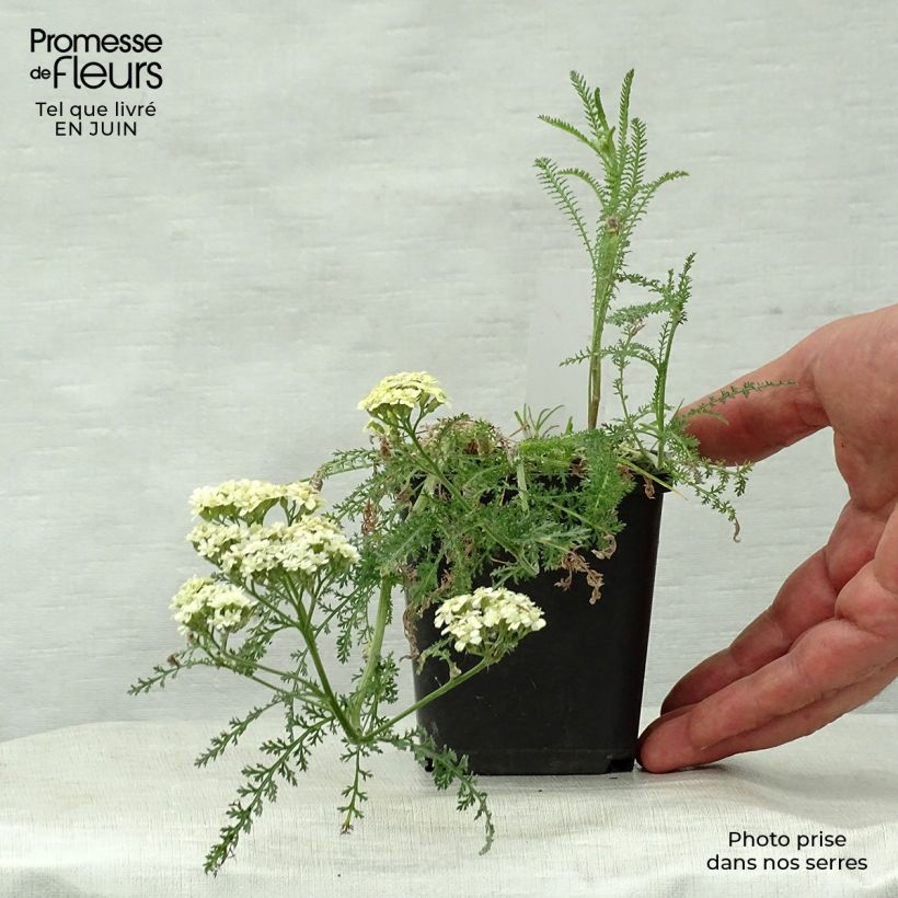Ejemplar de Milenrama Hella Glashoff - Achillea millefolium Maceta de 8/9 cm entregado en verano