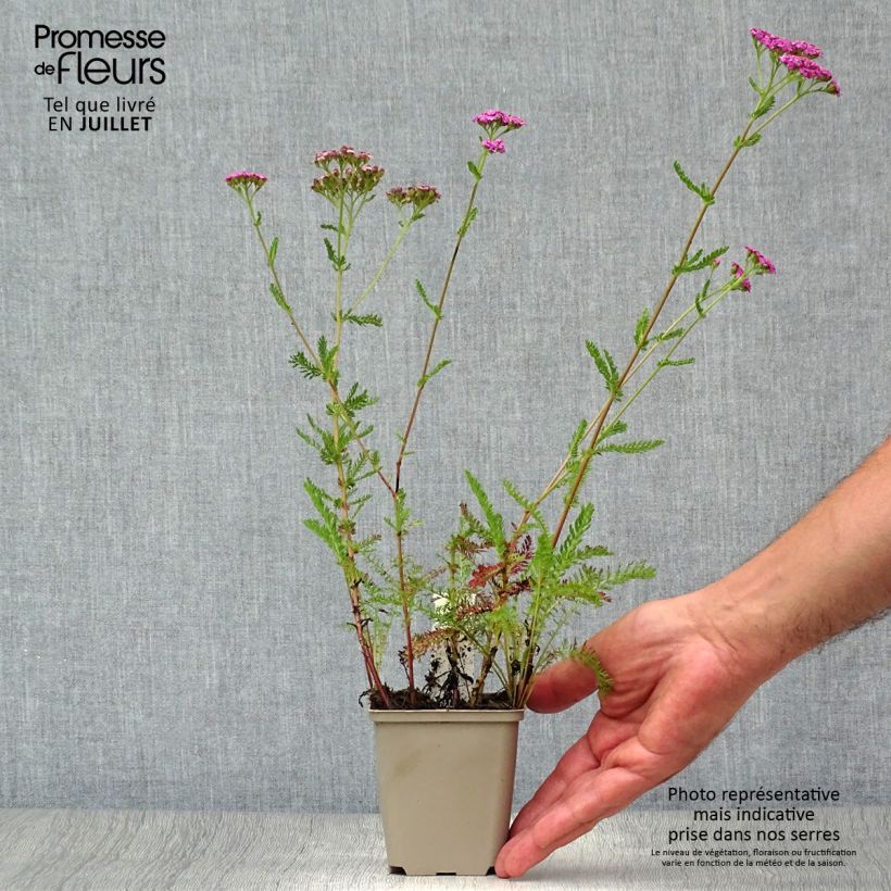 Ejemplar de Milenrama Lilac Beauty - Achillea millefolium Maceta de 8/9 cm entregado en verano