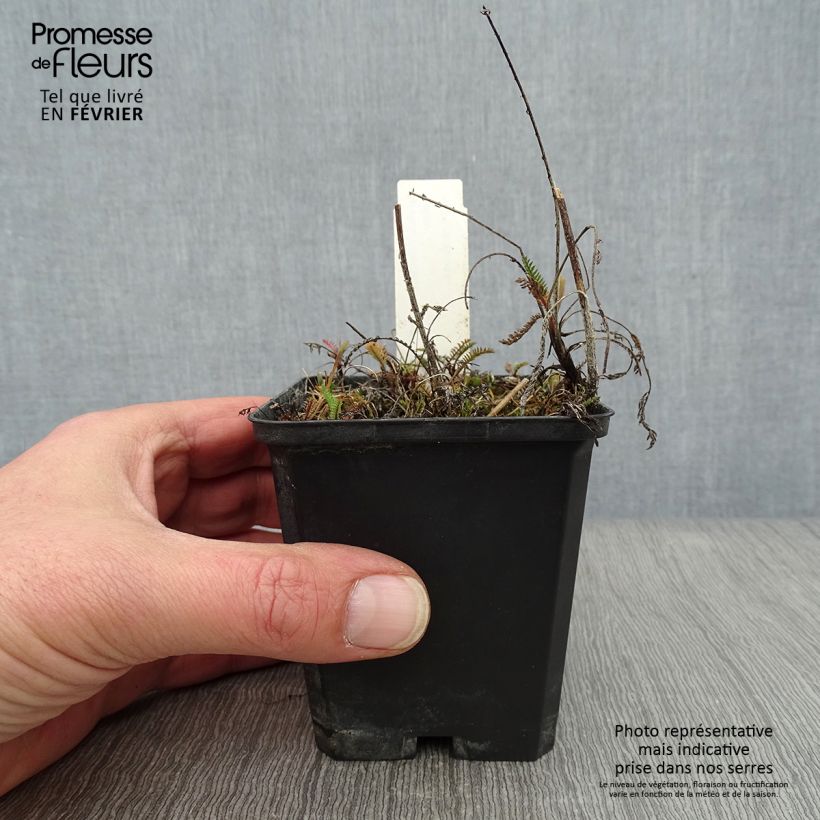 Milenrama Lilac Beauty - Achillea millefolium Maceta de 8/9 cm Ejemplar entregado en invierno