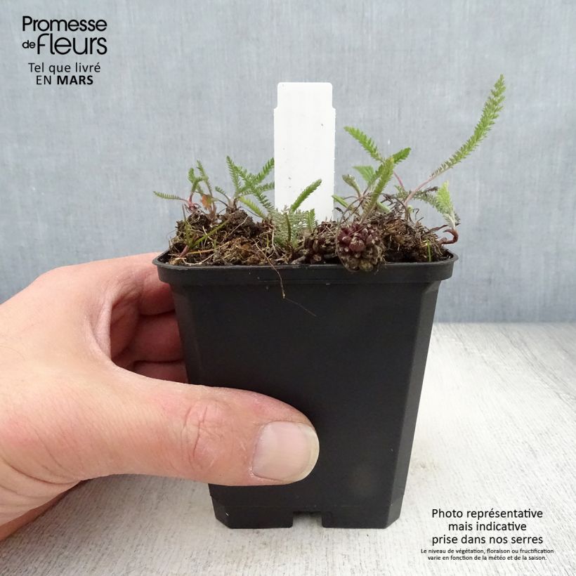 Milenrama Lilac Beauty - Achillea millefolium Maceta de 8/9 cm Ejemplar entregado en la primavera