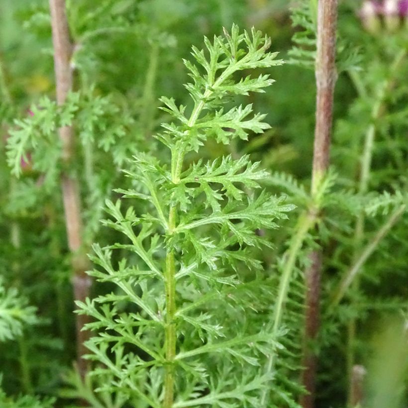 Milenrama New Vintage Violet - Achillea millefolium (Follaje)