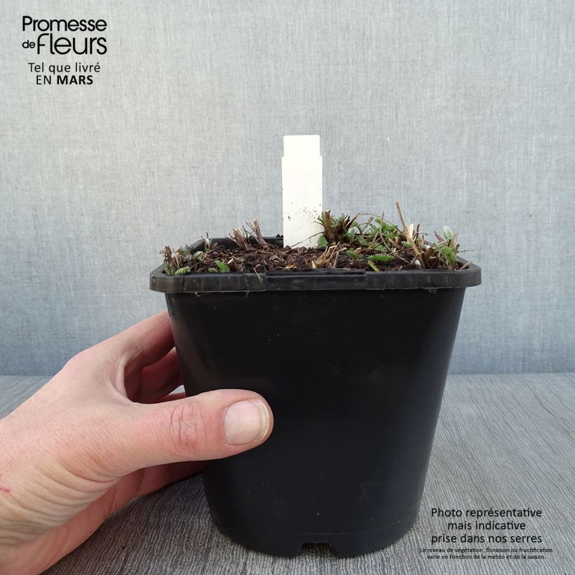 Milenrama New Vintage Violet - Achillea millefolium Maceta 2L/3L Ejemplar entregado en invierno