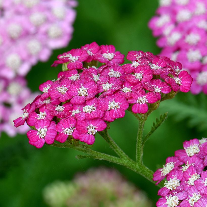 Milenrama New Vintage Violet - Achillea millefolium (Floración)