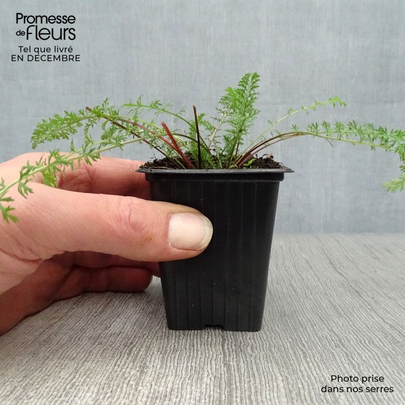 Milenrama Paprika - Achillea millefolium Maceta de 7/8 cm Ejemplar entregado en invierno