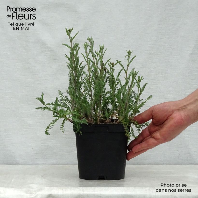 Milenrama Paprika - Achillea millefolium Maceta 2L/3L Ejemplar entregado en la primavera