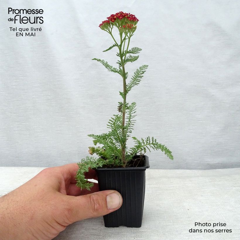 Milenrama Paprika - Achillea millefolium Maceta de 7/8 cm Ejemplar entregado en la primavera