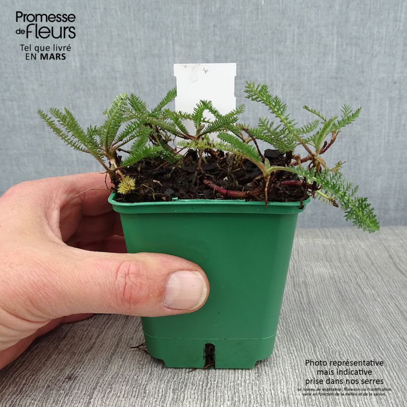 Milenrama Peachy Seduction - Achillea millefolium Maceta de 8/9 cm Ejemplar entregado en invierno