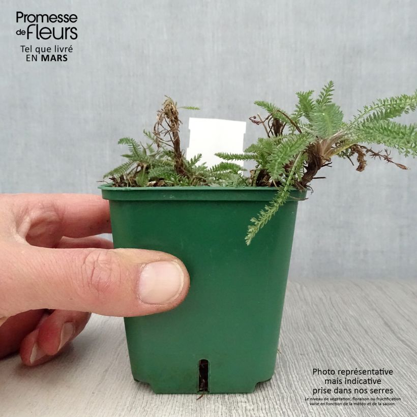 Milenrama Peachy Seduction - Achillea millefolium Maceta de 8/9 cm Ejemplar entregado en la primavera