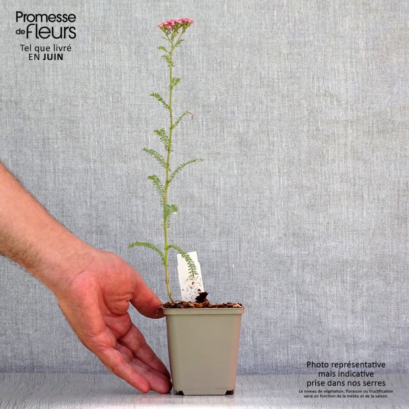 Ejemplar de Milenrama Petra - Achillea millefolium Maceta de 8/9 cm entregado en verano