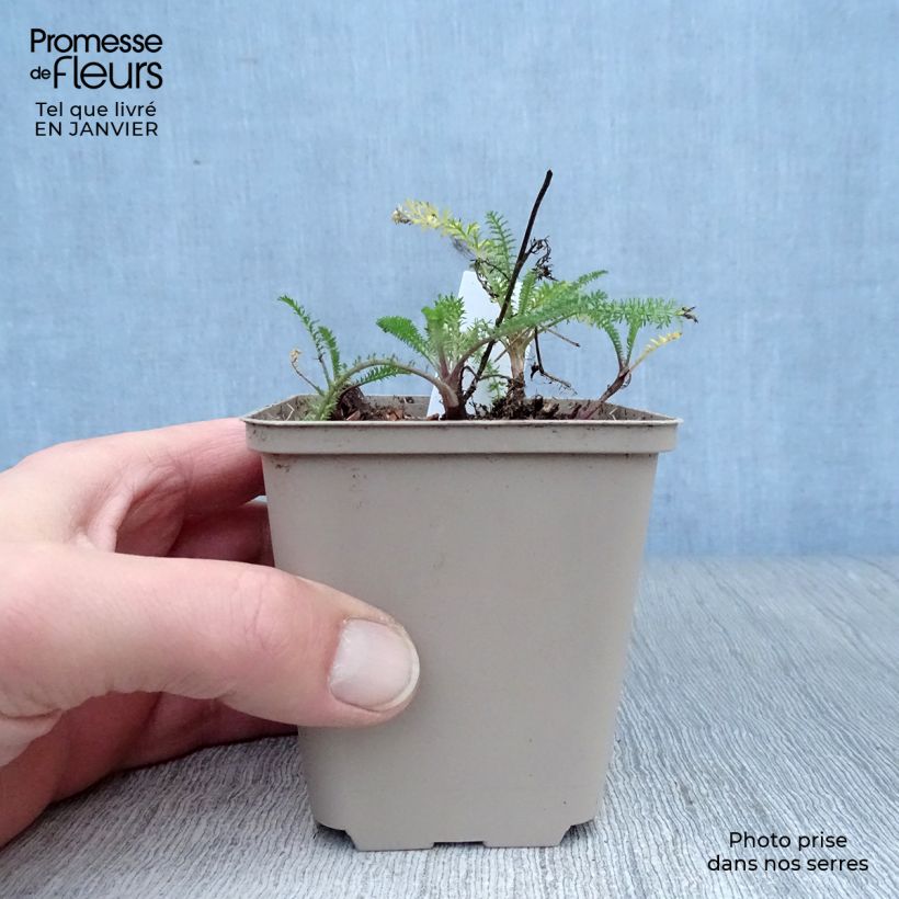 Milenrama Petra - Achillea millefolium Maceta de 8/9 cm Ejemplar entregado en invierno