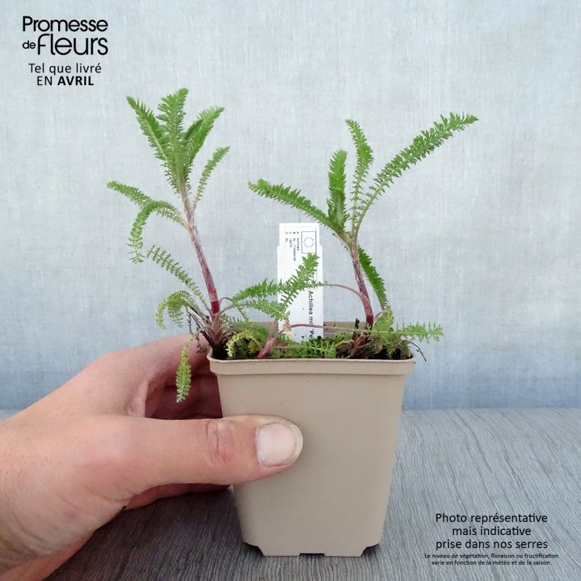 Milenrama Petra - Achillea millefolium Maceta de 8/9 cm Ejemplar entregado en la primavera