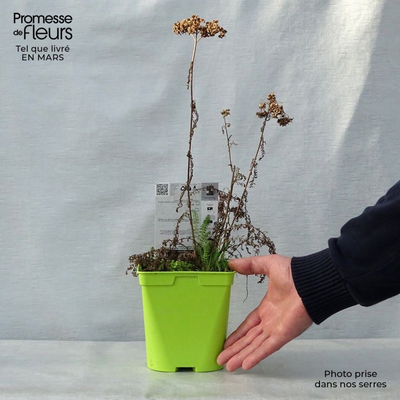 Milenrama Pomegranate - Achillea millefolium Maceta 2L/3L Ejemplar entregado en la primavera