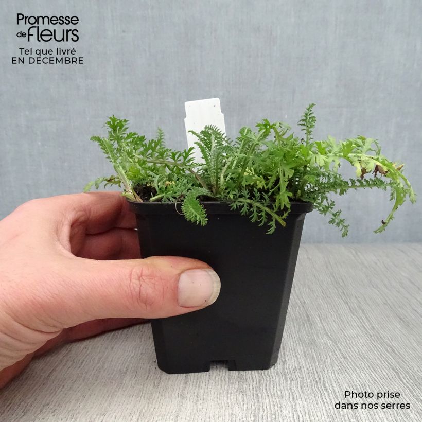 Milenrama Red Velvet - Achillea millefolium Maceta de 8/9 cm Ejemplar entregado en invierno