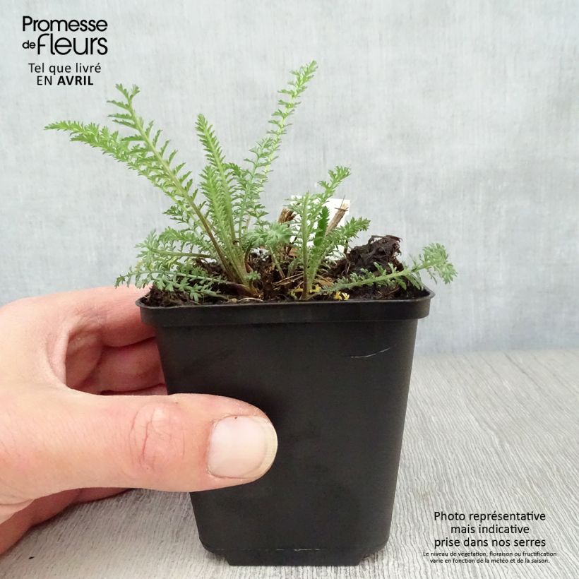 Milenrama Red Velvet - Achillea millefolium Maceta de 8/9 cm Ejemplar entregado en la primavera