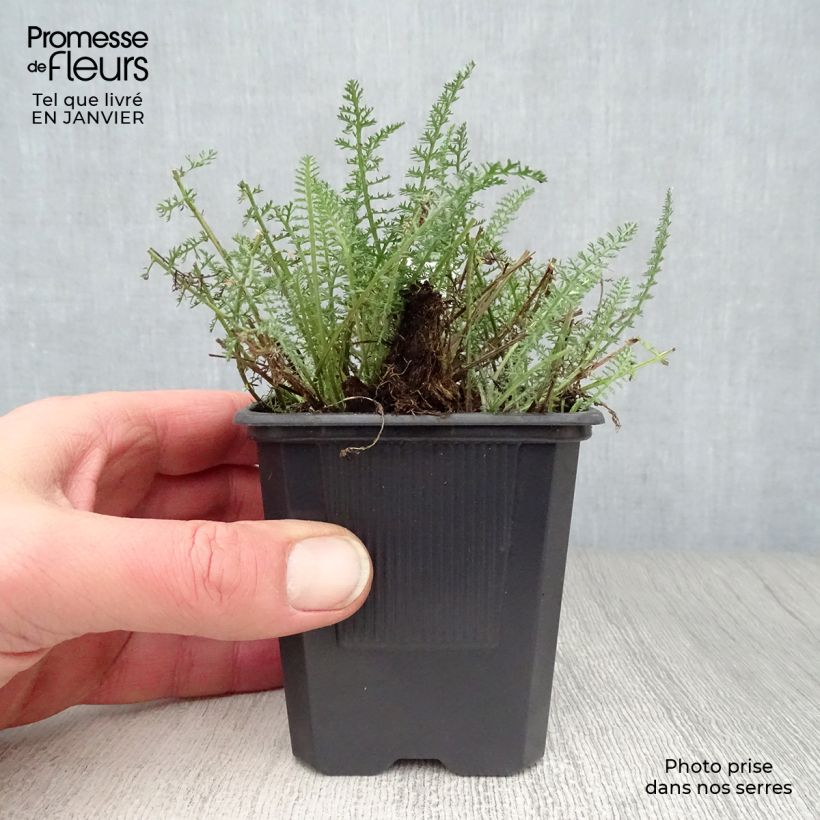 Milenrama Saucy Seduction - Achillea millefolium Maceta de 8/9 cm Ejemplar entregado en invierno