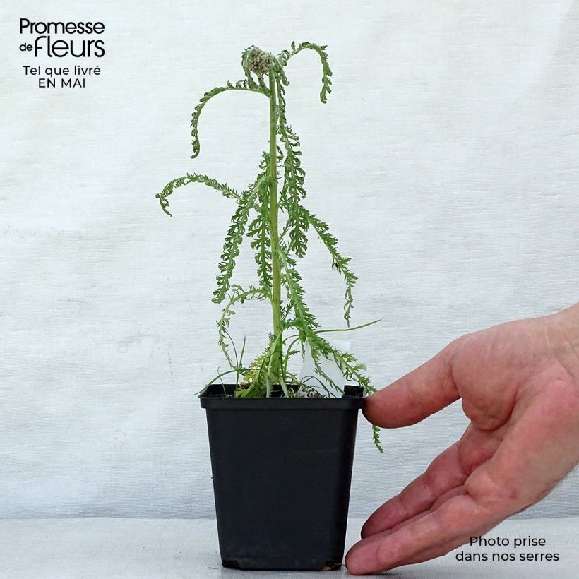 Milenrama Saucy Seduction - Achillea millefolium Maceta de 8/9 cm Ejemplar entregado en la primavera