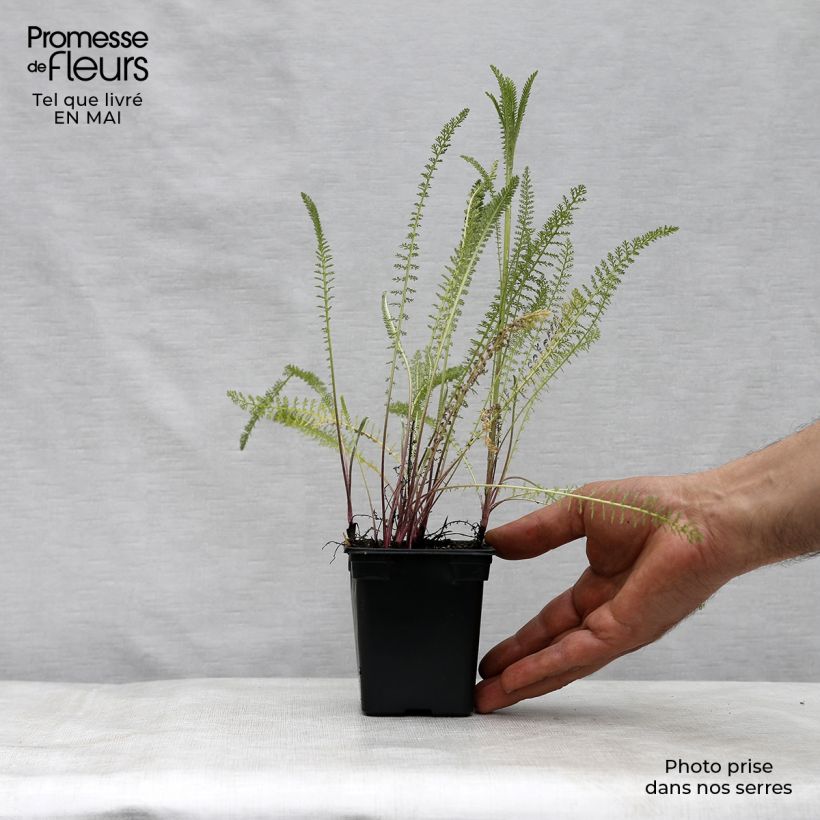 Milenrama Summer Pastel - Achillea millefolium Maceta de 7/8 cm Ejemplar entregado en la primavera