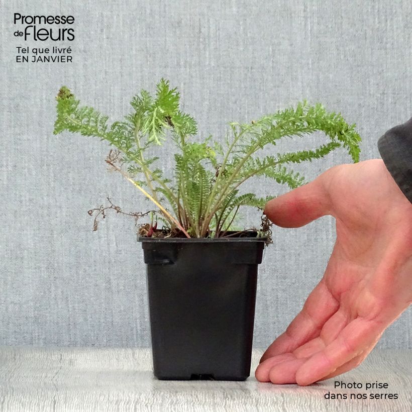 Milenrama Summer Pastel - Achillea millefolium Maceta de 7/8 cm Ejemplar entregado en invierno