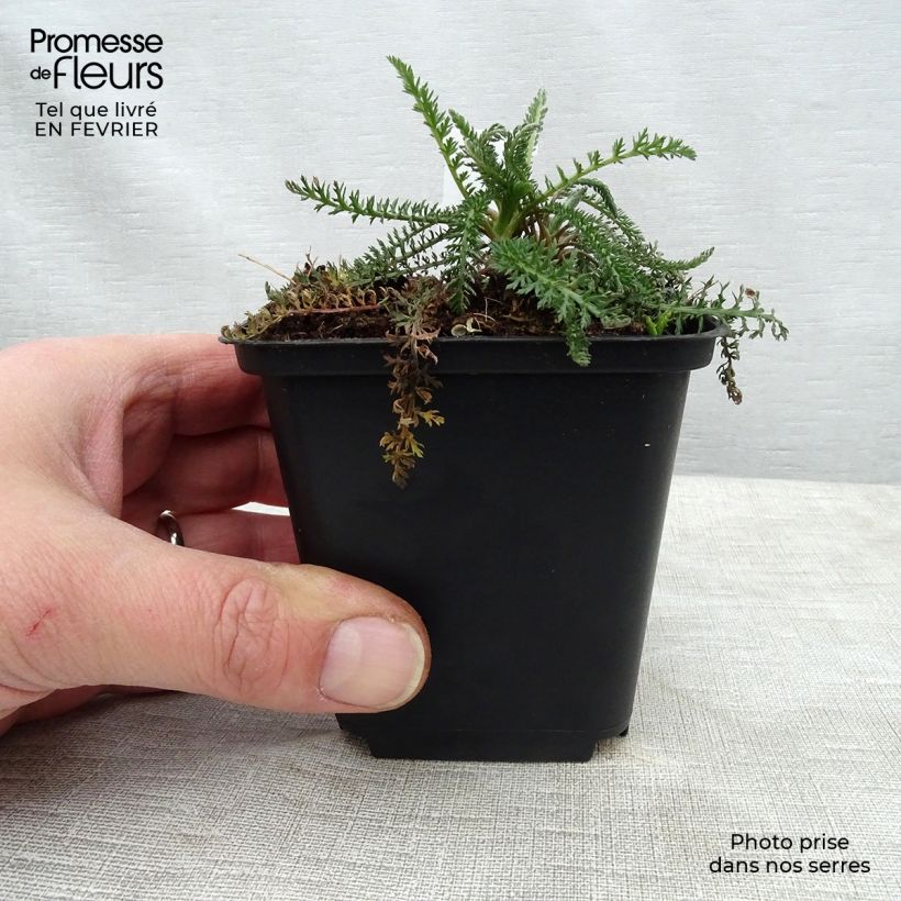 Milenrama Summerwine - Achillea millefolium Maceta de 8/9 cm Ejemplar entregado en invierno