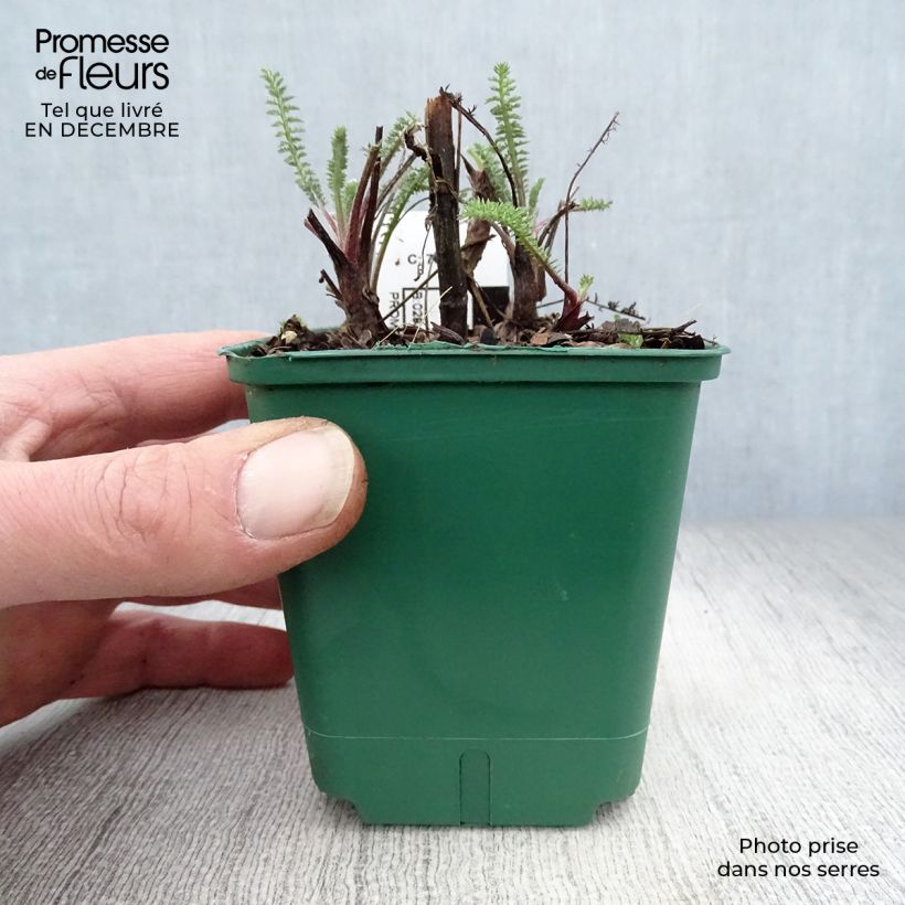 Milenrama Terracotta - Achillea millefolium Maceta de 8/9 cm Ejemplar entregado en invierno