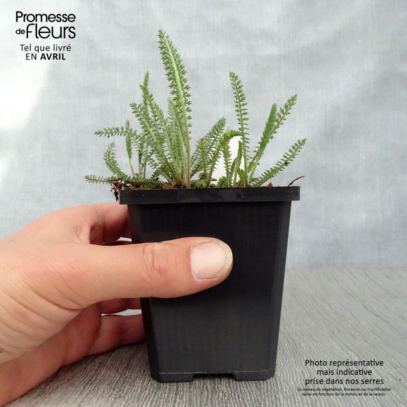 Milenrama Terracotta - Achillea millefolium Maceta de 8/9 cm Ejemplar entregado en la primavera