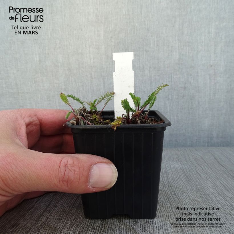 Milenrama The Beacon - Achillea millefolium Maceta de 8/9 cm Ejemplar entregado en invierno