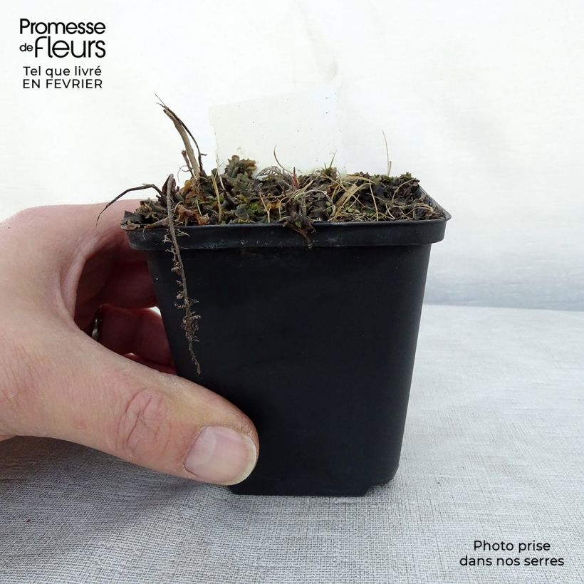 Milenrama Velours - Achillea millefolium Maceta de 8/9 cm Ejemplar entregado en invierno