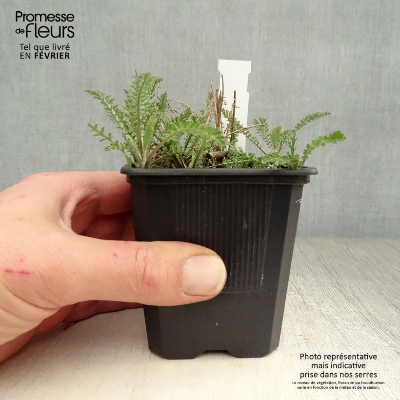 Milenrama Wonderful Wampee - Achillea millefolium Maceta de 8/9 cm Ejemplar entregado en invierno