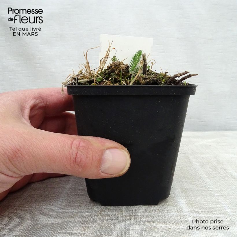 Milenrama Mondpagode - Achillea millefolium Maceta de 8/9 cm Ejemplar entregado en la primavera