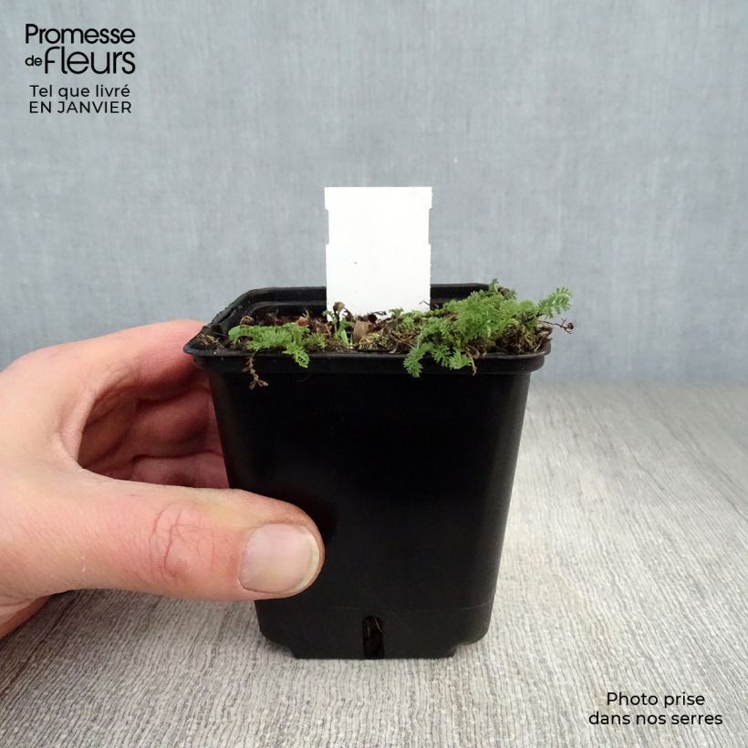 Achillea odorata - Artemisa real Maceta de 8/9 cm Ejemplar entregado en invierno