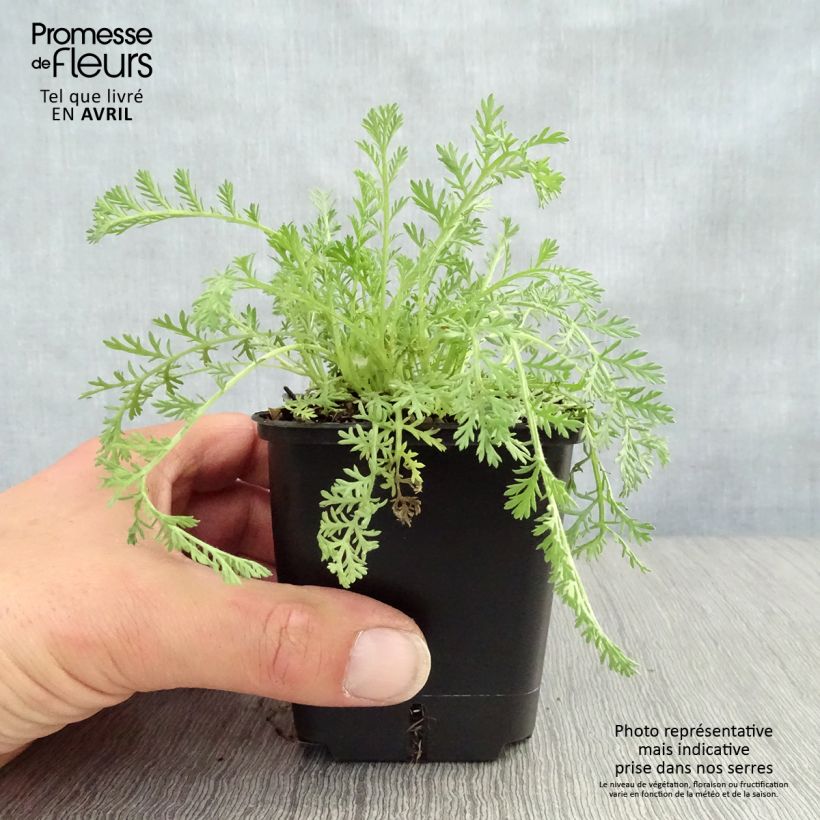 Achillea odorata - Artemisa real Maceta de 8/9 cm Ejemplar entregado en la primavera