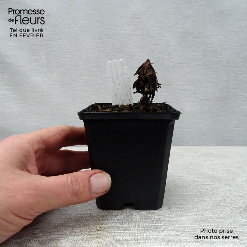 Achillea ptarmica Nana Compacta Maceta de 8/9 cm Ejemplar entregado en invierno