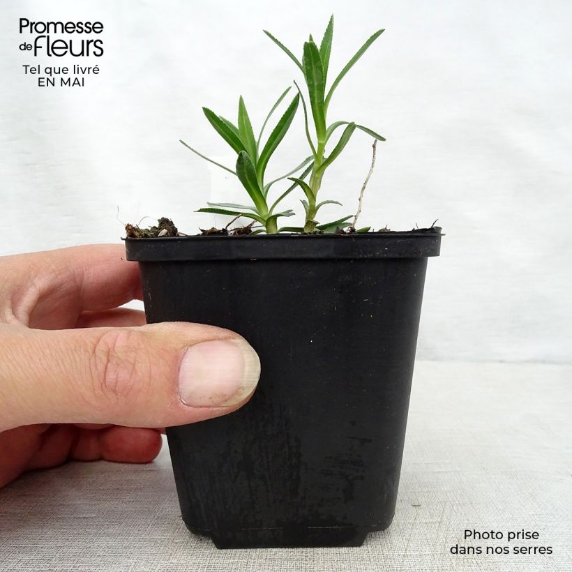 Achillea ptarmica Nana Compacta Maceta de 8/9 cm Ejemplar entregado en la primavera