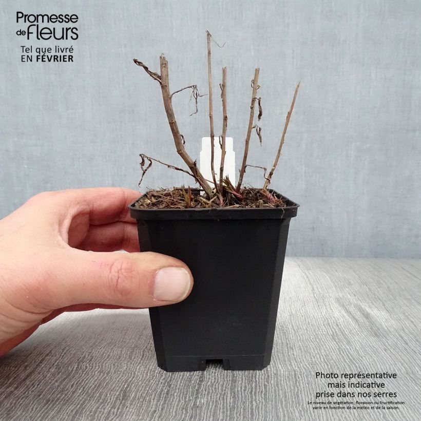 Achillea ptarmica Perry s White Maceta de 8/9 cm Ejemplar entregado en invierno